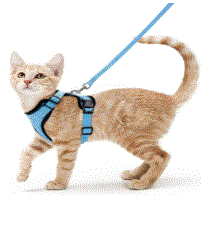 Vélvéa – Ensemble harnais et laisse pour chat