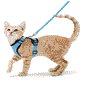 Vélvéa – Ensemble harnais et laisse pour chat
