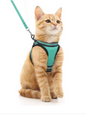 Vélvéa – Ensemble harnais et laisse pour chat Le Comptoir du Félin