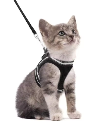 Vélvéa – Ensemble harnais et laisse pour chat Le Comptoir du Félin