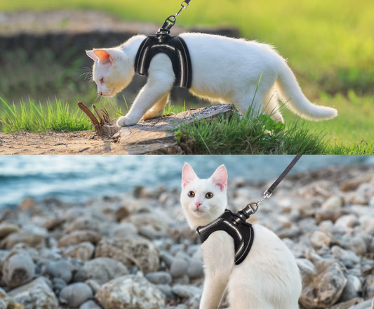 Vélvéa – Ensemble harnais et laisse pour chat Le Comptoir du Félin